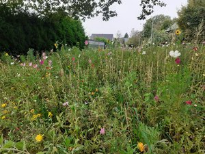 Blühwiese an der Landstraße in Fröndenberg/Ruhr