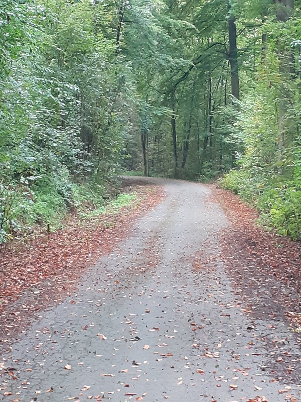 Waldweg mit Laub auf dem Boden in Fröndenberg/Ruhr